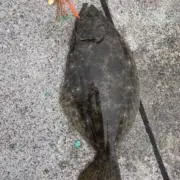 ヒラメキン