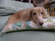 アンソニー