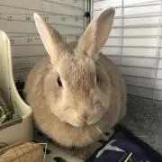 もっちゃんの画像