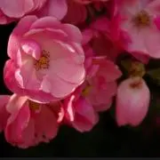 かほこの画像