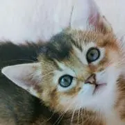 cocoa
