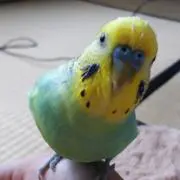 シン
