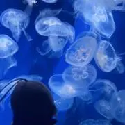 ねぎの画像