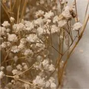 sの画像