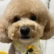 にゃむの画像