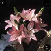 もちぱんの画像