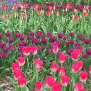さおりんの画像