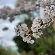 ソメイヨシノの画像