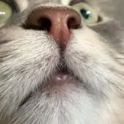 まるの画像
