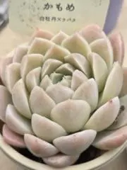 雪りんの画像