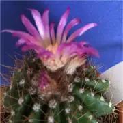 竜魂鳴導 リィエル＝ドラコニス 関連パーツ 4コン - メルカリ