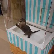 たかたかの画像
