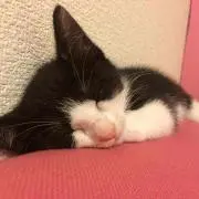 笑笑の画像
