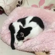 りんちゃんmamの画像