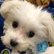 ミナチャン