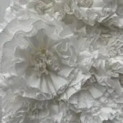 Rの画像