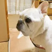 アトムの画像