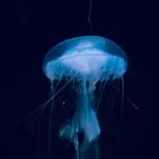 xozの画像