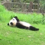 geeの画像