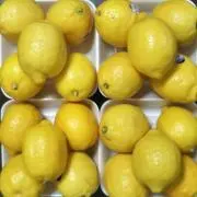 檸檬：プロフ必読の画像