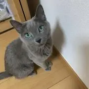 シャア猫
