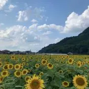 ひろみの画像
