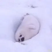 【お値下げ交渉可】うさこの画像
