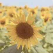 9h