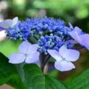 natural beautyの画像