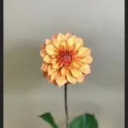 レッサーパンダの画像