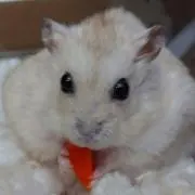 ゆっぴー