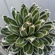 nottchiの画像
