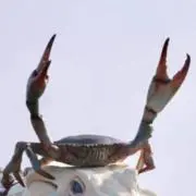 あつき