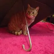 ユキハナ