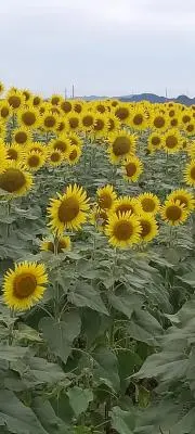肩ローサの画像