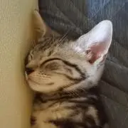 yuuの画像