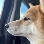 チャッポンの画像