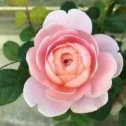 くろがね＊プロフ読んでほしいな＊の画像