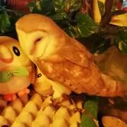 ゴトモトの画像