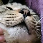 モト