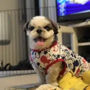 ⭐︎ショップかぼちゃ⭐︎の画像