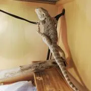 ピースの画像