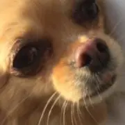 わんこの画像