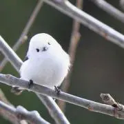 しろ