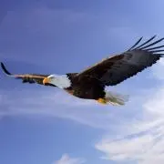 Aozoraの画像