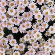 お花の画像