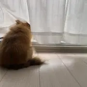 しゅんやの画像