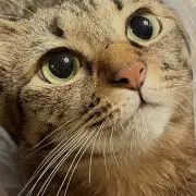 ニナコトの画像