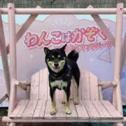 Kannoの画像