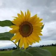 ミルクの画像